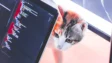 【2026年5月】Microsoftリワードのレベル制度がリニューアル！特典や一部コンテンツにも変更あり